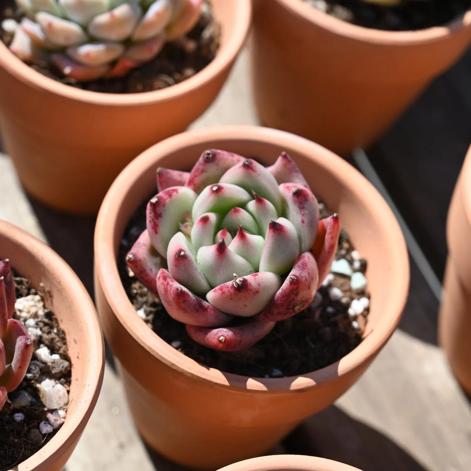 Echeveria 'Honey Pink'
