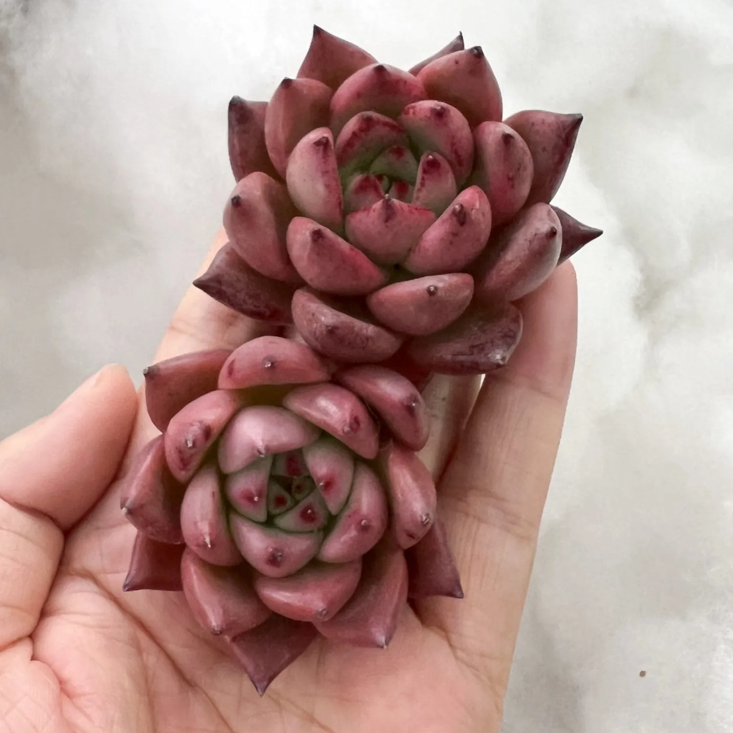 Echeveria 'Honey Pink'
