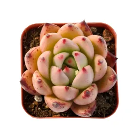 Echeveria 'Honey Pink'