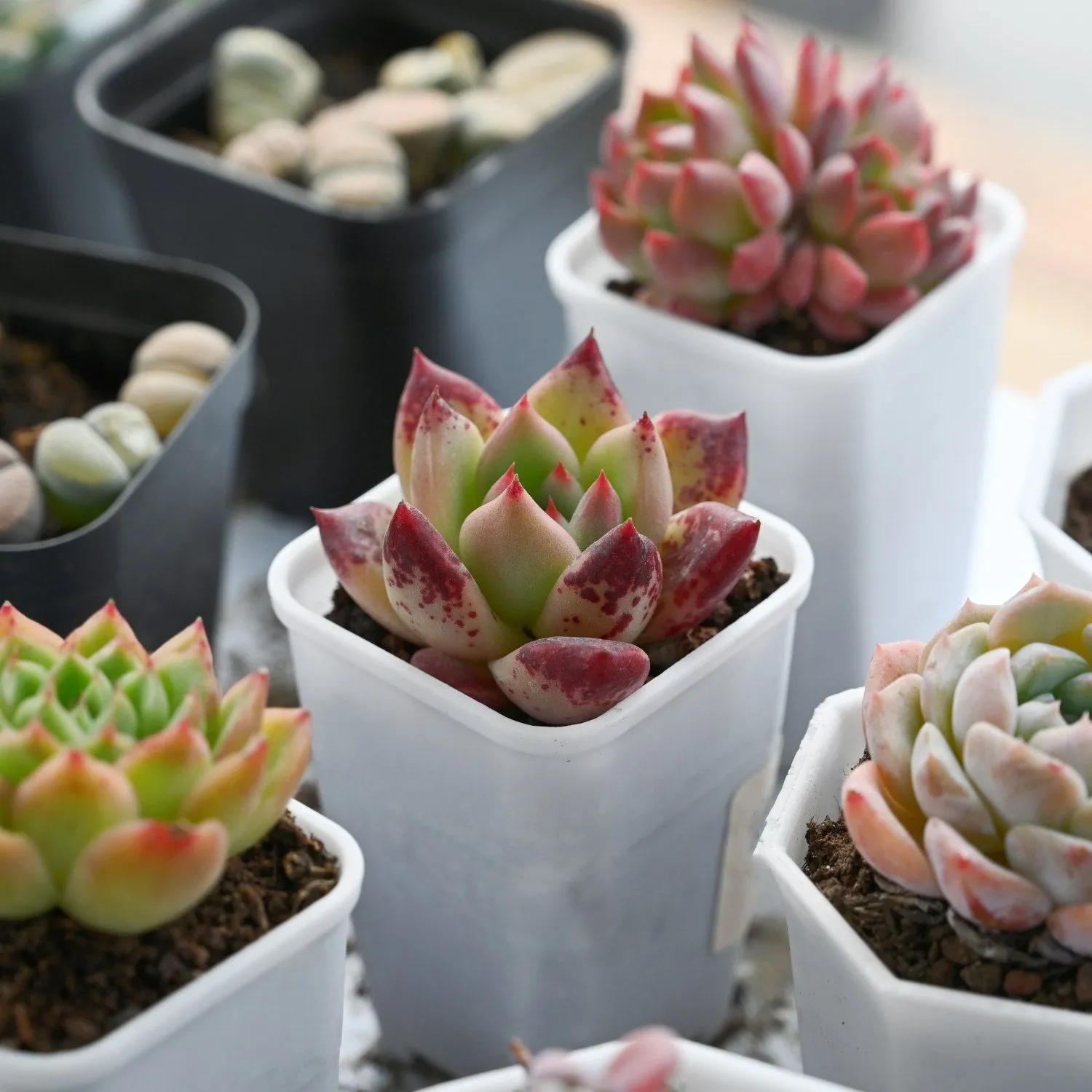Echeveria 'Honey Pink'