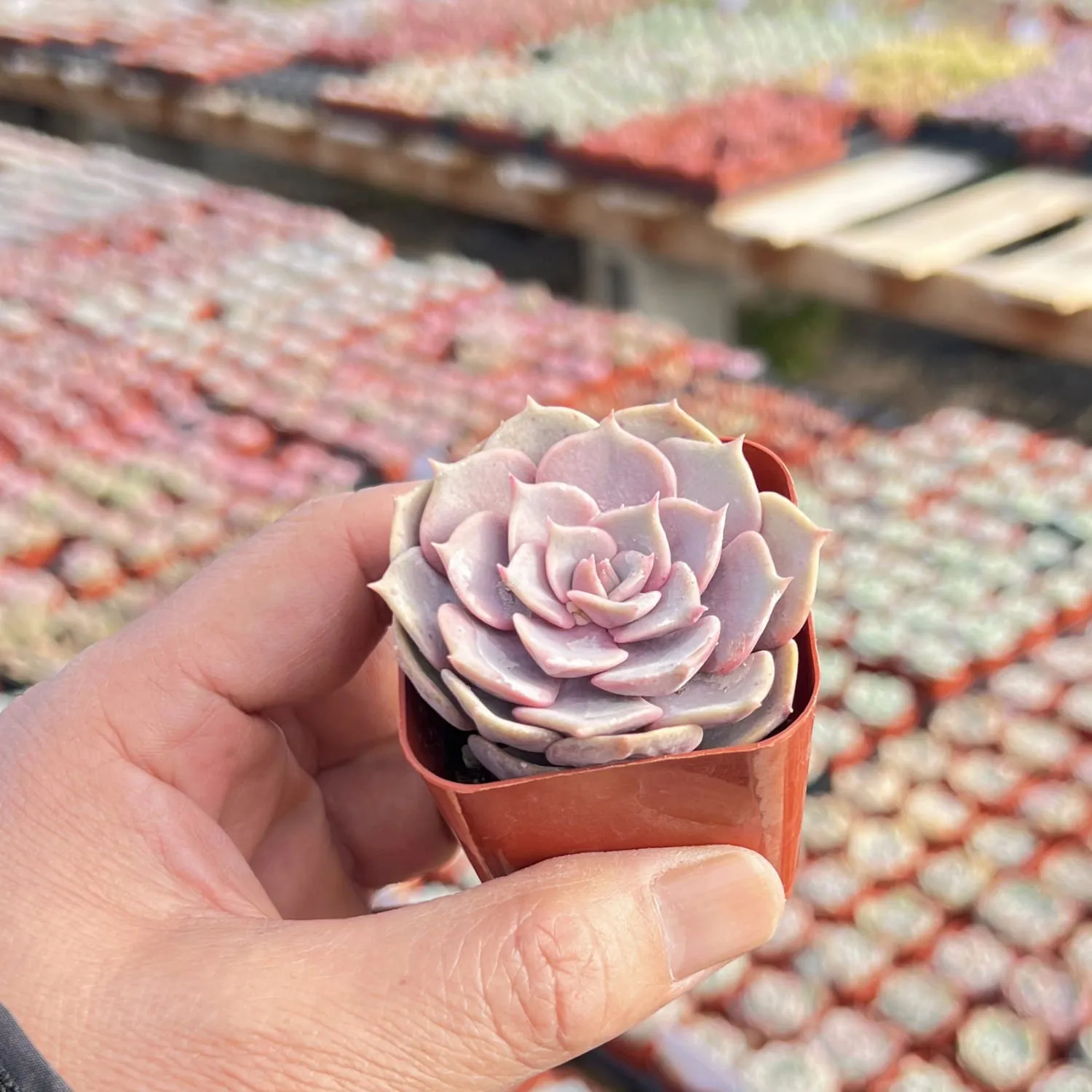 Echeveria Pink Butterfly