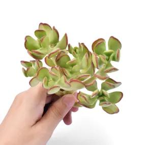 Sedum Dendroideum Cuttings